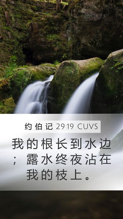 约 伯 记 29:19 CUVS Bible Verse Image