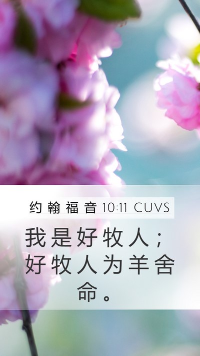 约 翰 福 音 10:11 CUVS Bible Verse Image