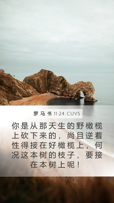 罗 马 书 11:24 CUVS Bible Verse Image