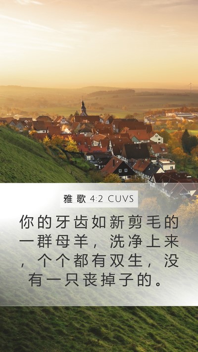 雅 歌 4:2 CUVS Mobile Phone Wallpaper - 你 的 牙 齿 如 新 剪 毛 的 一 群 母 - Mobile Bible Verse Wallpaper