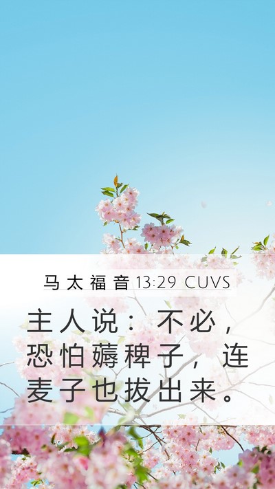 马 太 福 音 13:29 CUVS Mobile Phone Wallpaper - 主 人 说 ： 不 必 ， 恐 怕 薅 稗 子 - Mobile Bible Verse Wallpaper