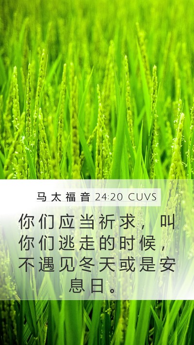 马 太 福 音 24:20 CUVS Mobile Phone Wallpaper - 你 们 应 当 祈 求 ， 叫 你 们 逃 走 - Mobile Bible Verse Wallpaper